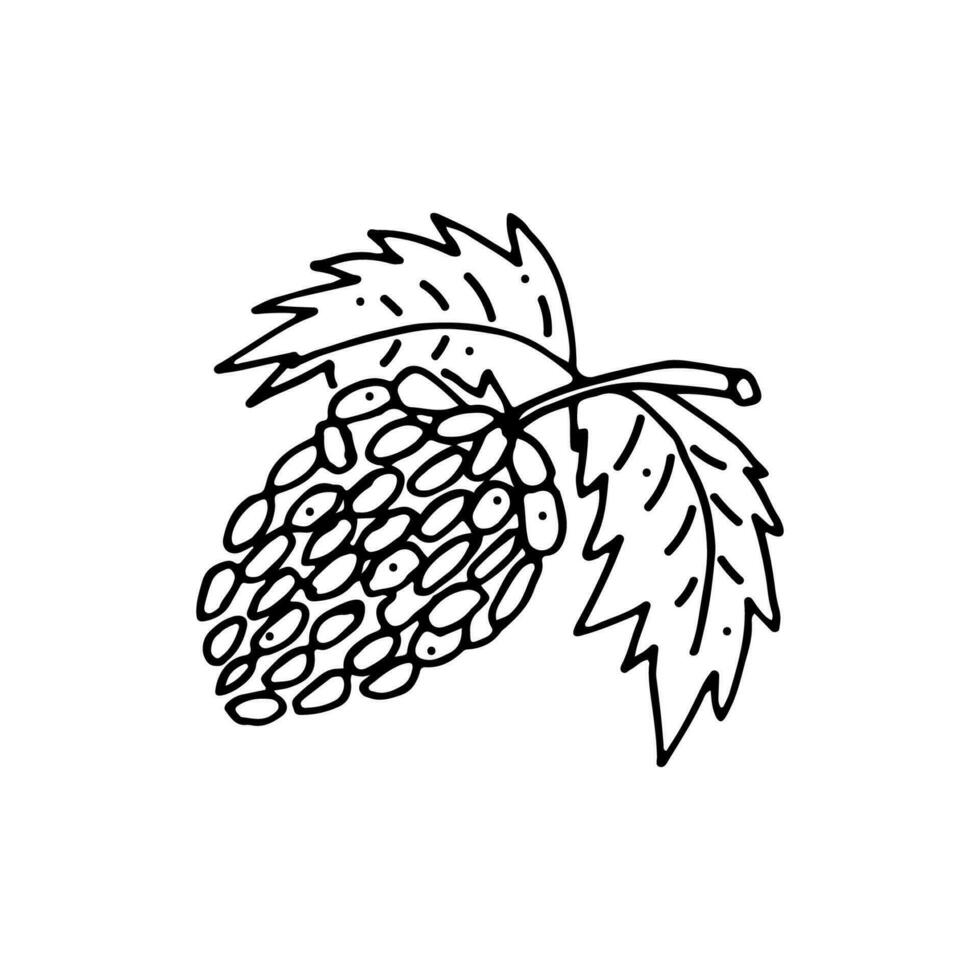 Bunch of grapes. Leaves, berries. Doodle. Vector illustration. Hand drawn. Outline.