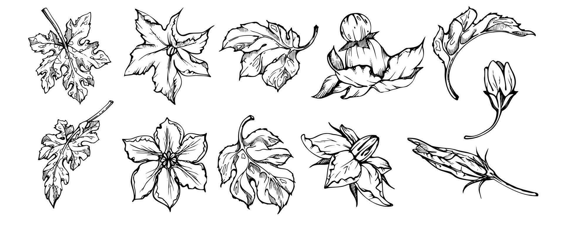 Hand drawn ink vector pumpkin squash leaf, flower. Sketch illustration art for Thanksgiving, harvest, farming. Isolated object, outline. Design for restaurant menu print, cafe, website, invitation