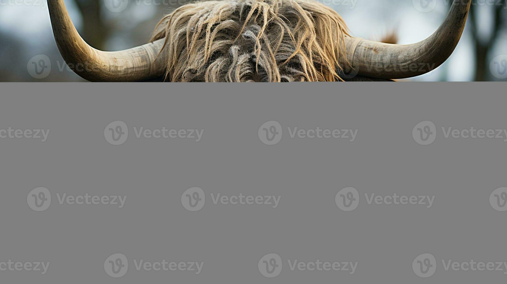 Close-up photo of a Yak looking any direction. Generative AI