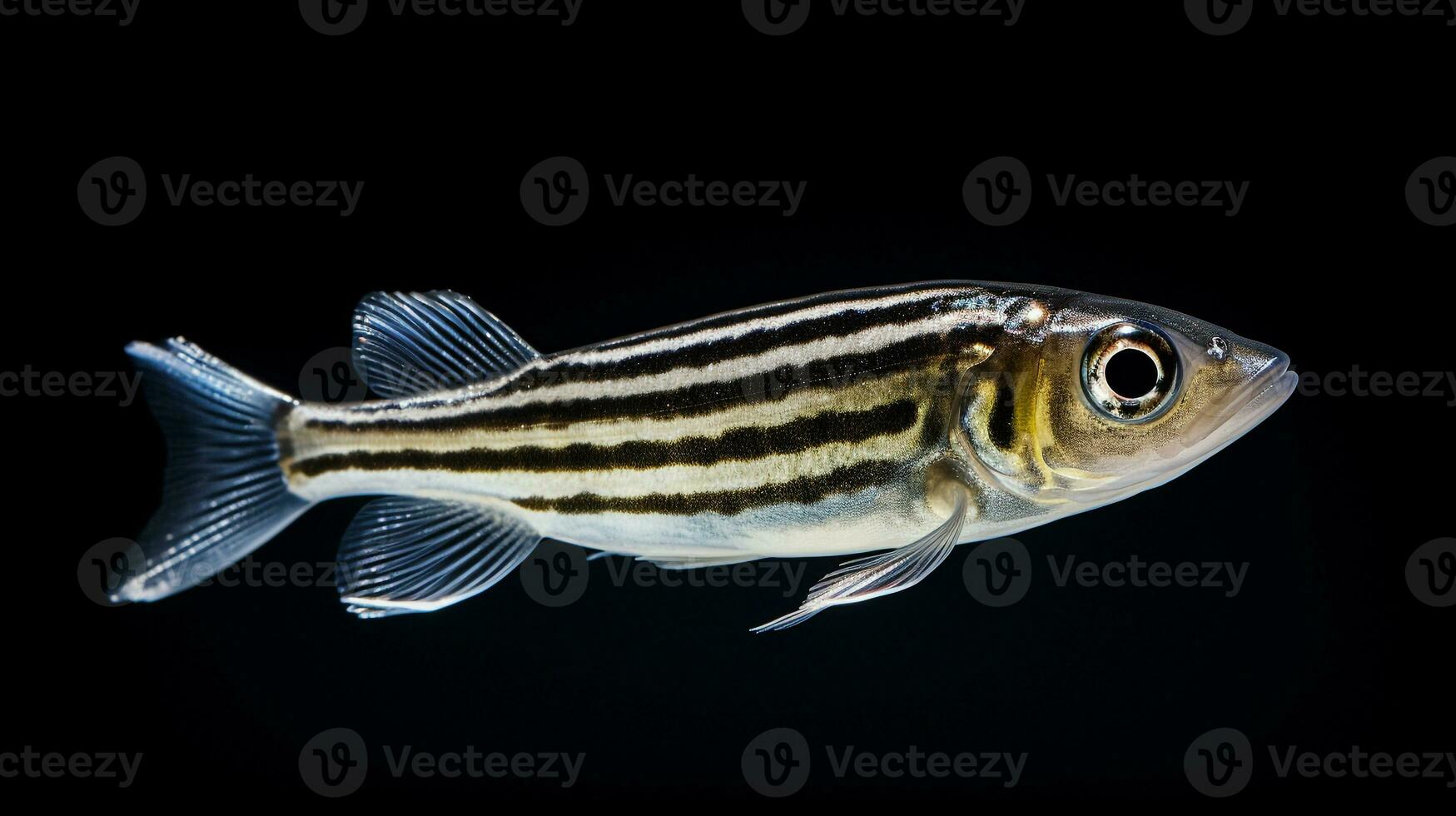 Wildlife photography of Photo of Zebrafish. Generative AI