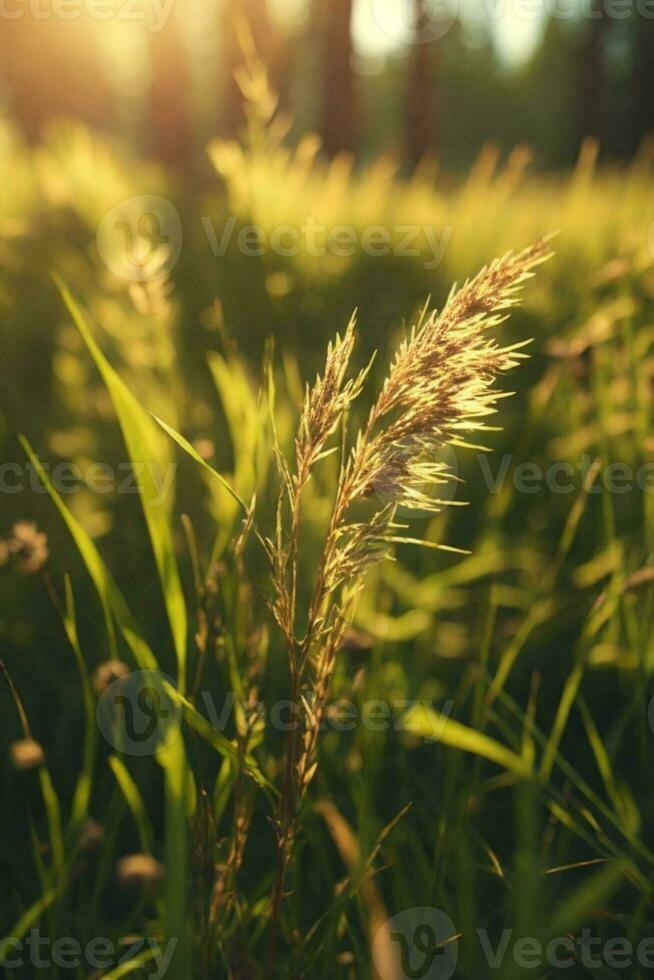 Wild grass in the forest at sunset. Macro image, shallow depth of field. Abstract summer nature background. Vintage filter. AI generated photo