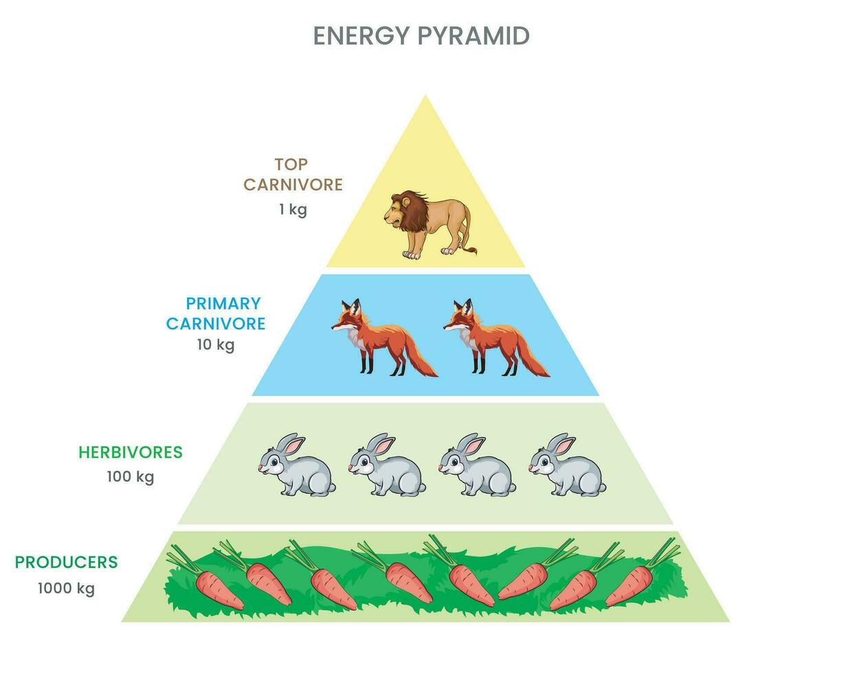 Energy pyramid or Food pyramid Shows energy flow through trophic levels, diminishing with each transfer vector