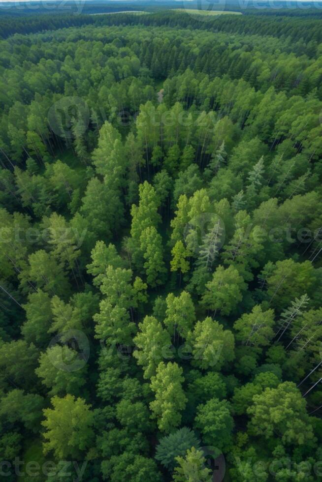 Aerial top view of summer green trees in forest in rural Finland.. AI generated photo