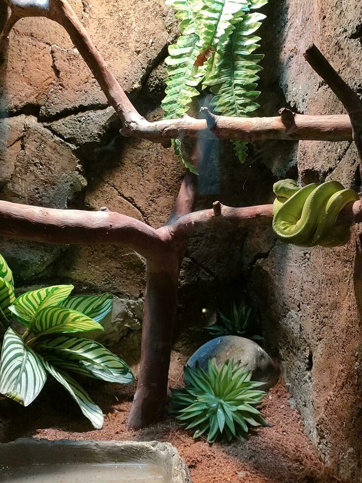 animal snake nature beautiful green tree photo