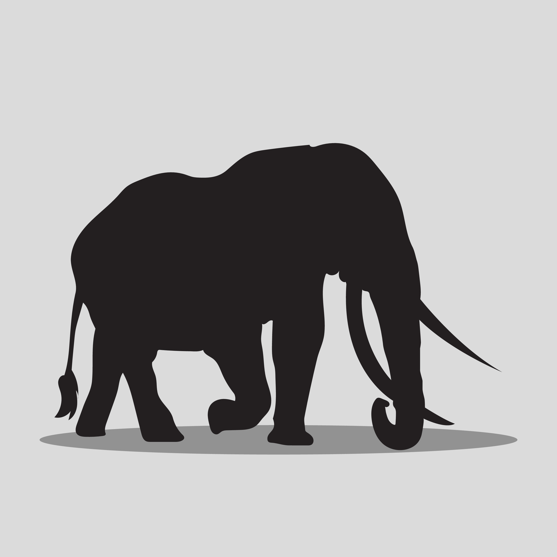 Elephant vector art 29282419 Vector Art at Vecteezy