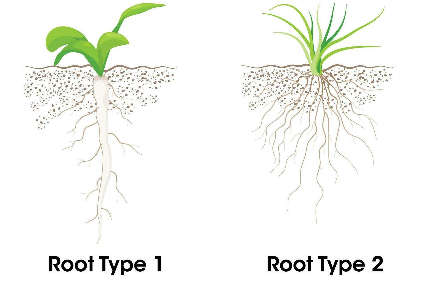 Two Type of root system taproot and fibrous vector