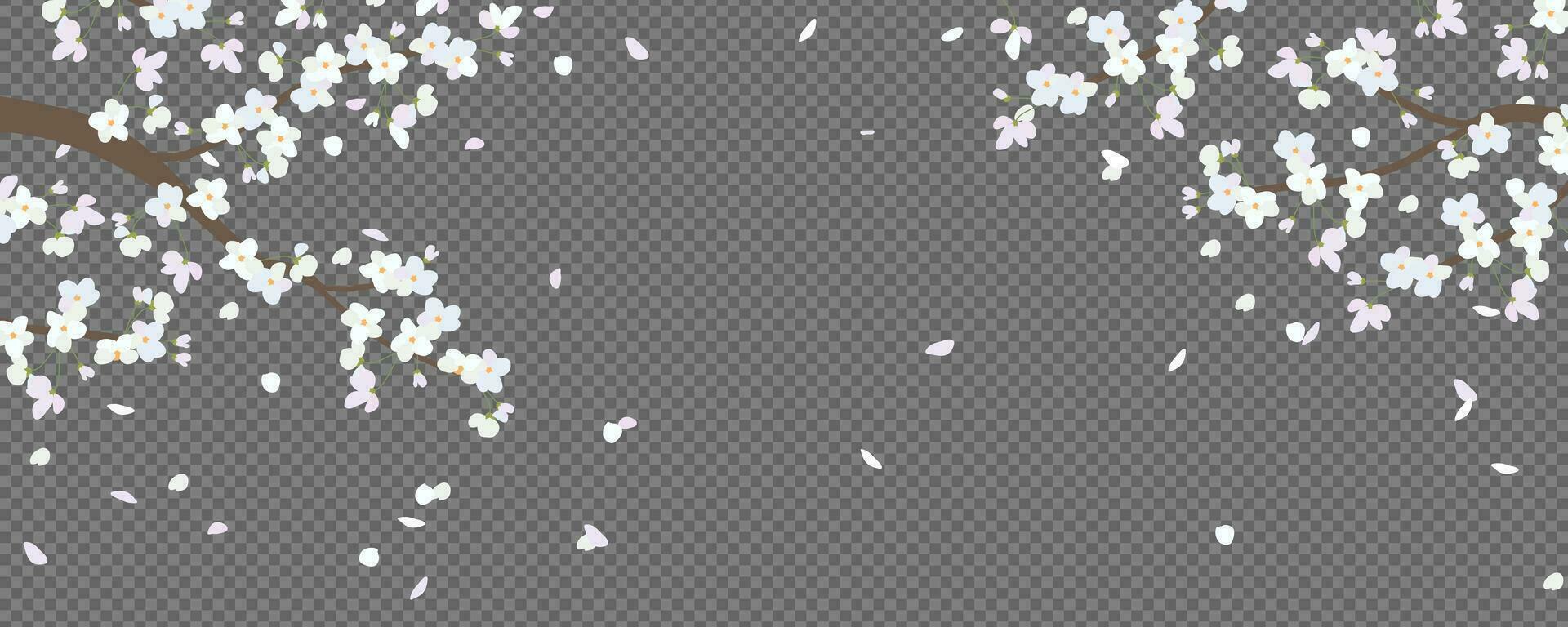 Blooming branches of white cherry trees in a flat style. The effect of blowing wind and flying petals. Japanese traditional Hanami, Valentine's Day, Mother's Day. Beautiful cherry Isolated on black. vector