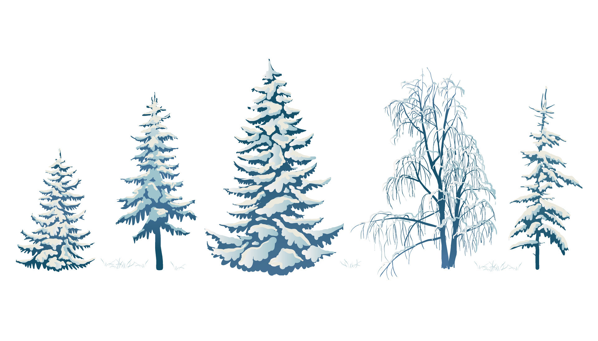 Realistic vector illustration of a spruce tree in the snow on a white