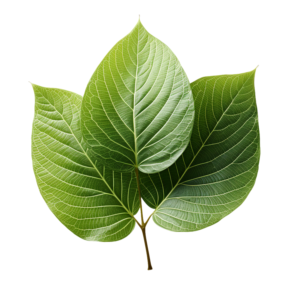 Leaf , single green leaf transparent background PNG clipart