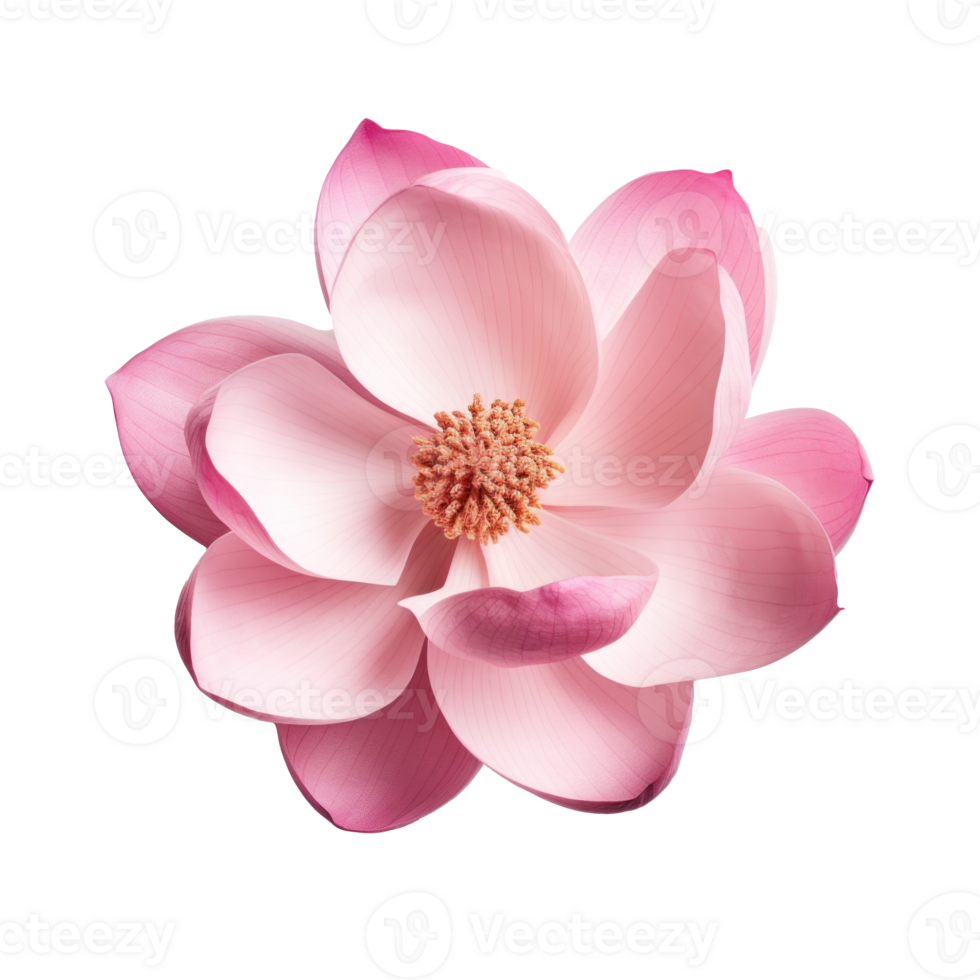 Pink magnolia flower isolated png