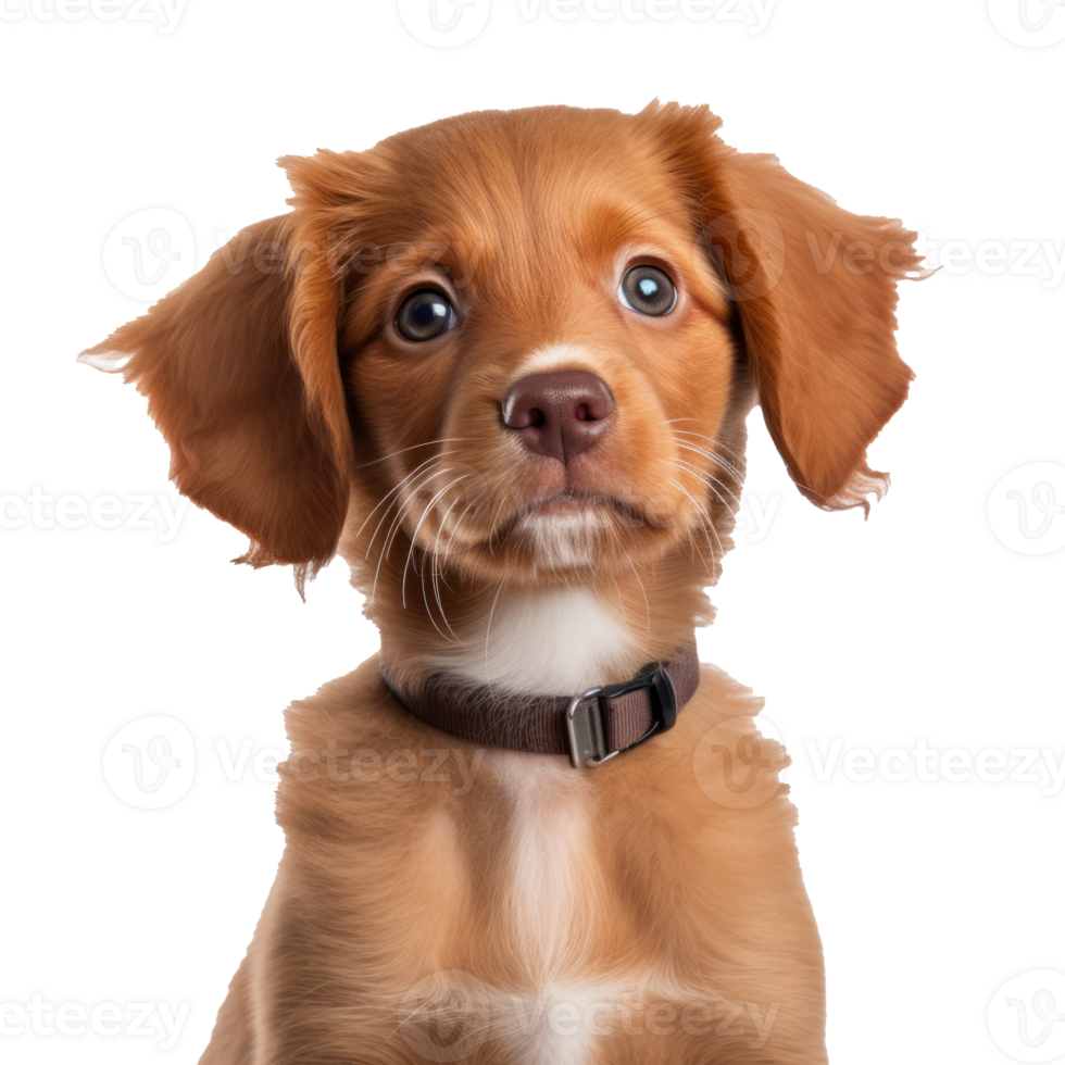 Cute browm dog isolated png