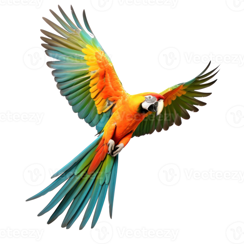 Colorful flying parrot isolated png