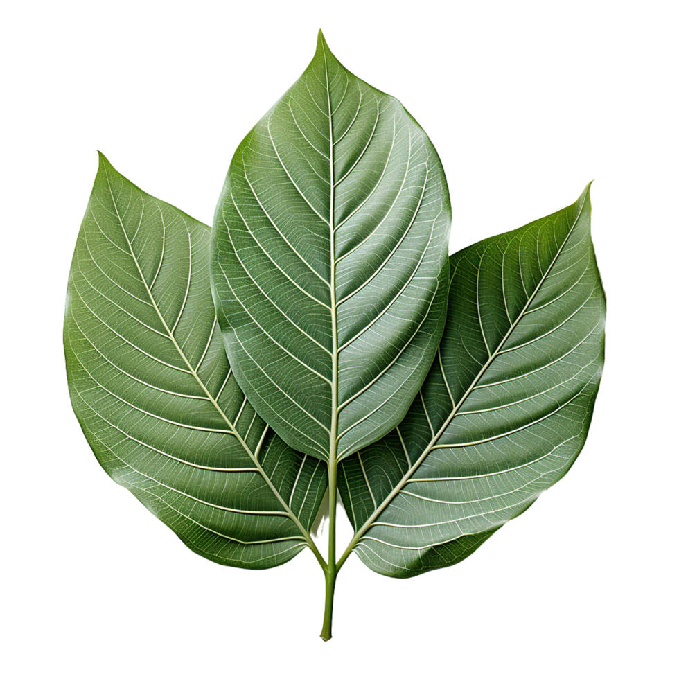 Single Leaf, Green Leaf Png, Green Leaf Clipart, Transparent Background, AI Generative 29285036 PNG