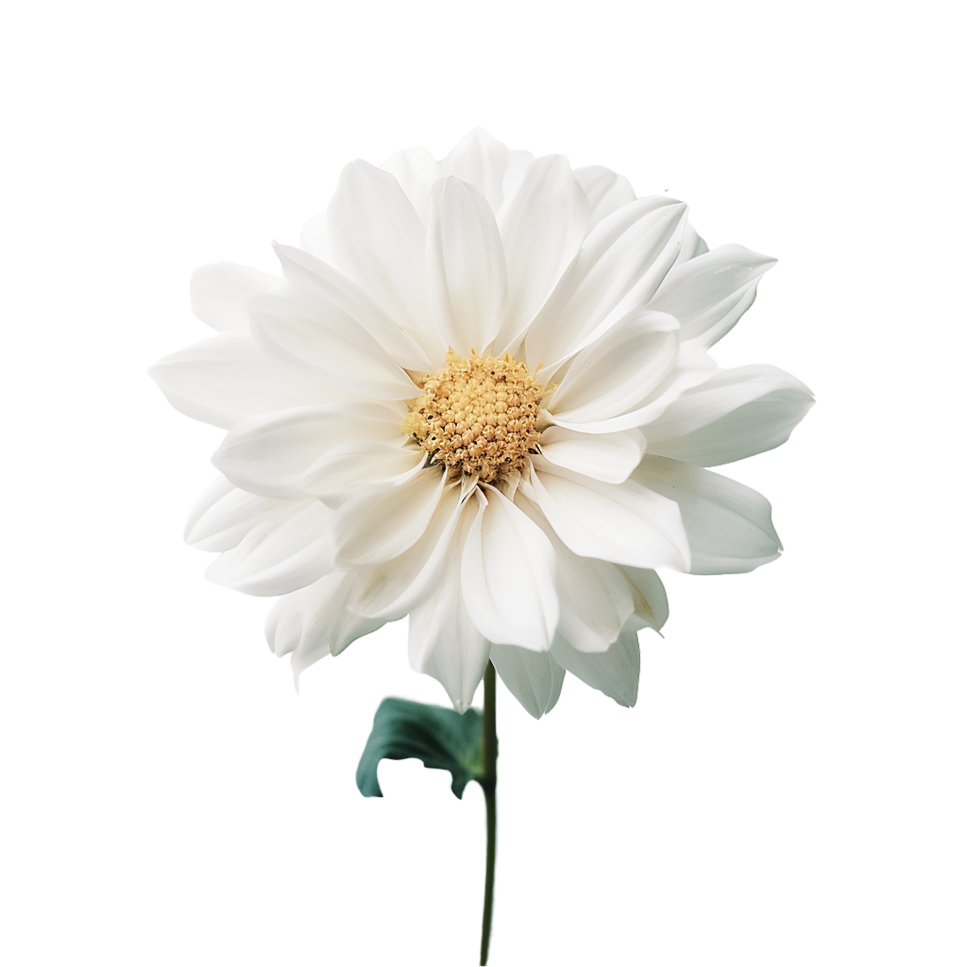 White Flower, White Flower Png, White Flower Clipart, Flower