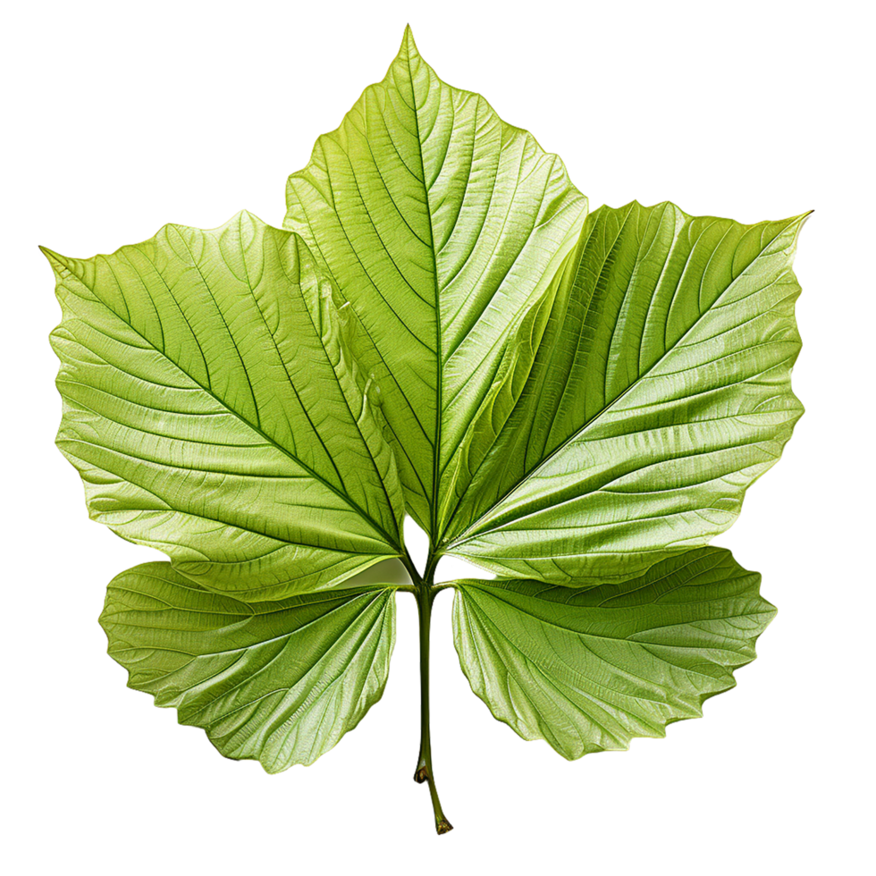 Single Leaf, Green Leaf Png, Green Leaf Clipart, Transparent Background, AI Generative 29285297 PNG