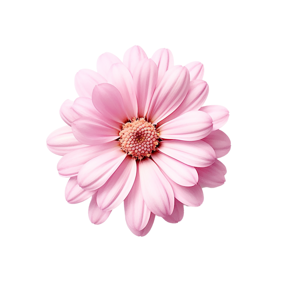 Rosa Blume, Rosa Blume png, Rosa Blume Clip Art, Rosa Blume mit transparent Hintergrund, ai generativ png