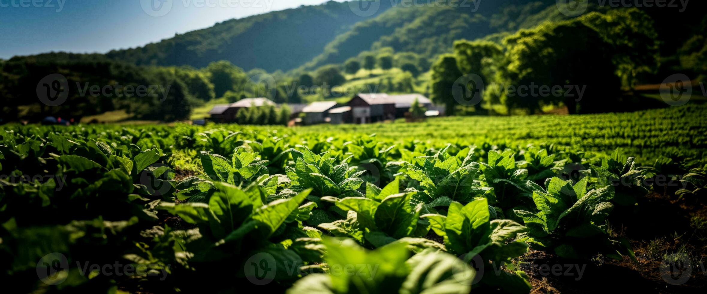 Tobacco growing farms photo