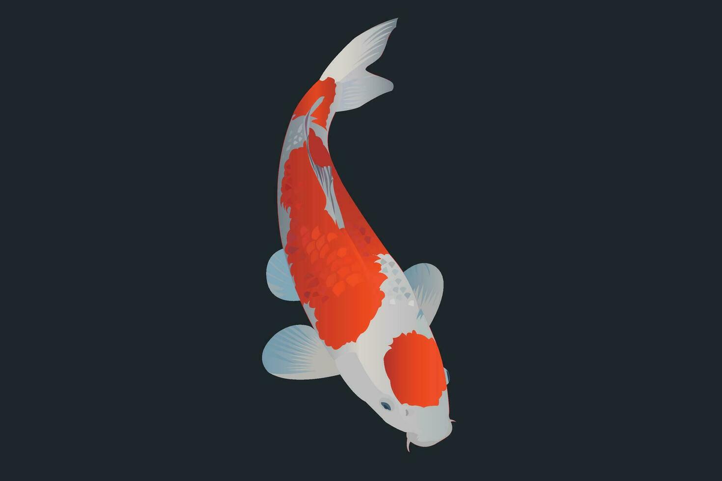 Vector koi fish design. Kohaku type of koi fish