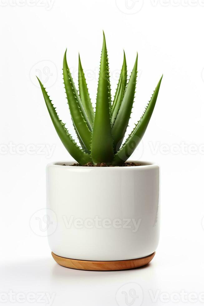 Aloe vera in ceramic pot isolated on white background photo