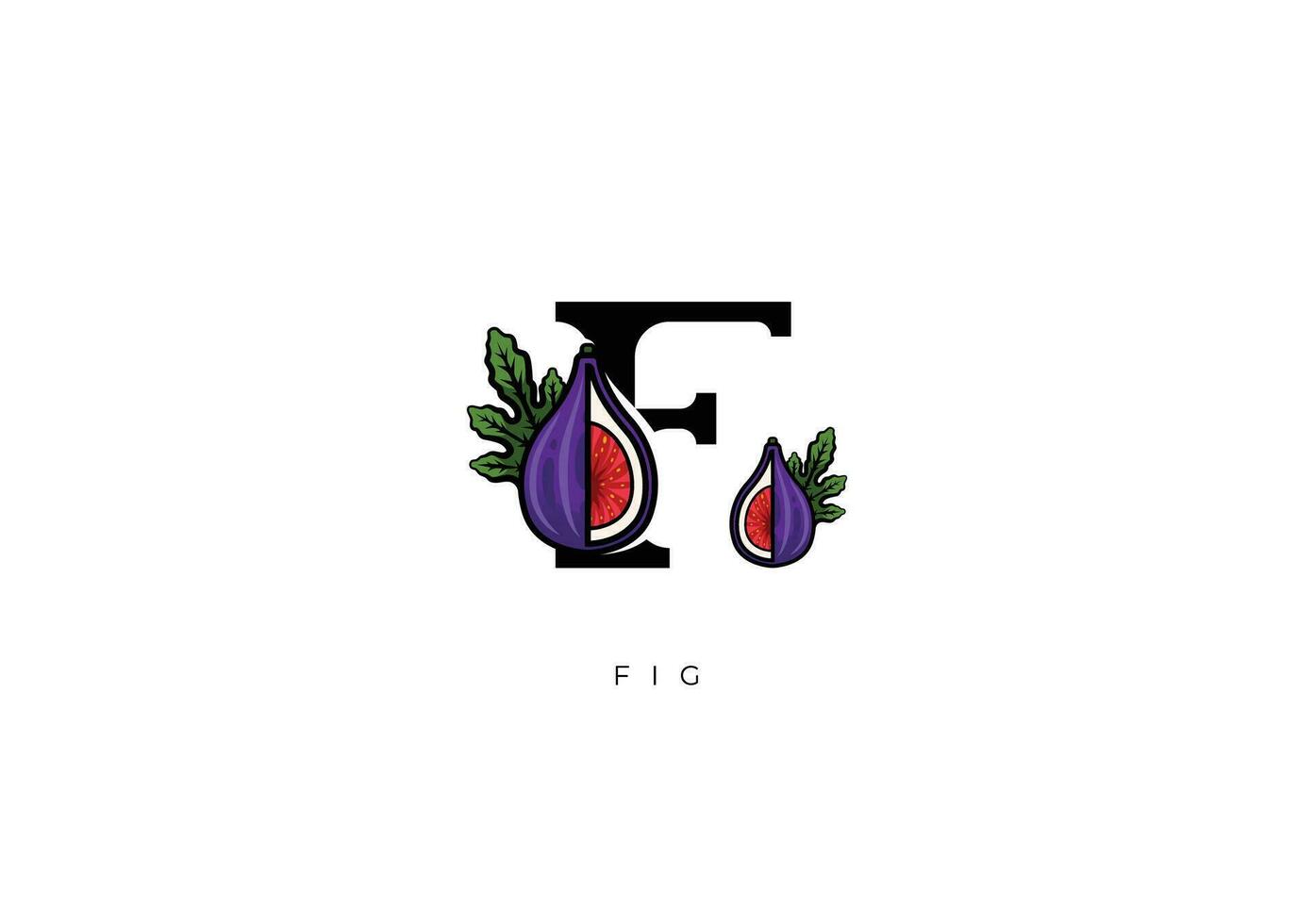 FRUIT VECTOR - FIG