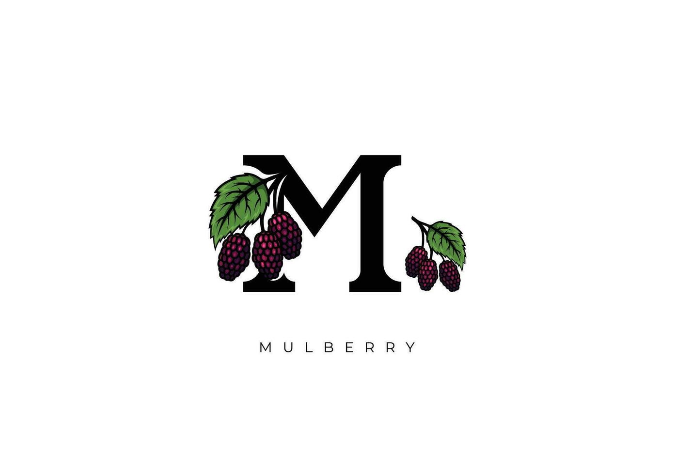 FRUIT VECTOR - MULBERRY