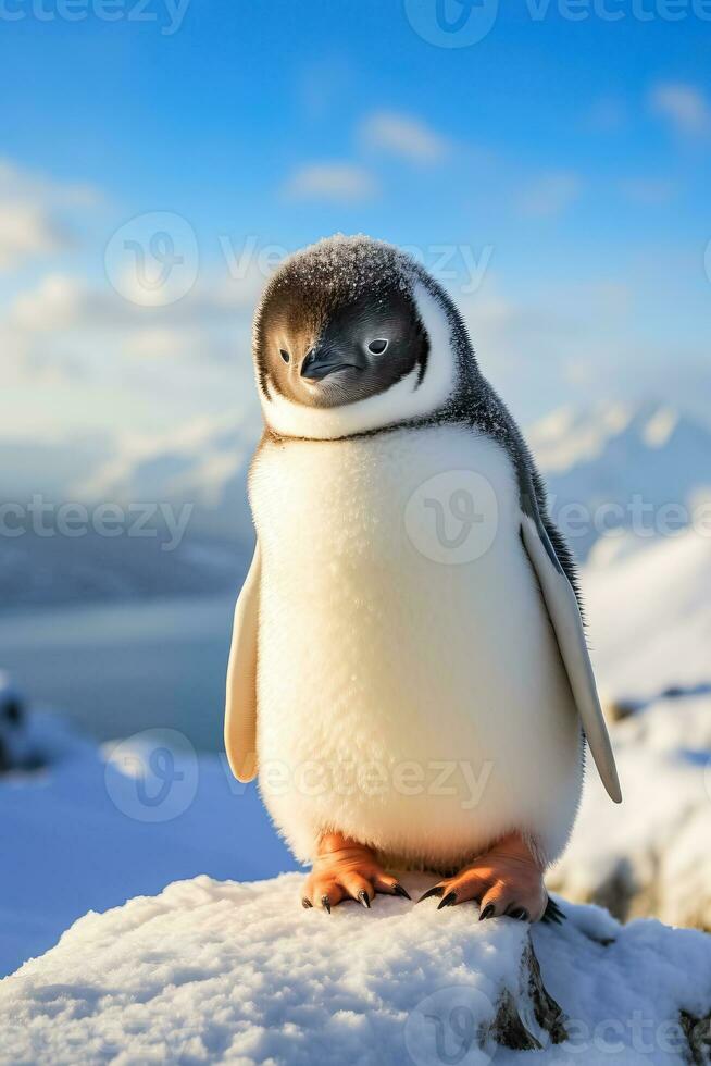 Portrait of a lively penguin in a snowy scene with a serene sunset backdrop photo