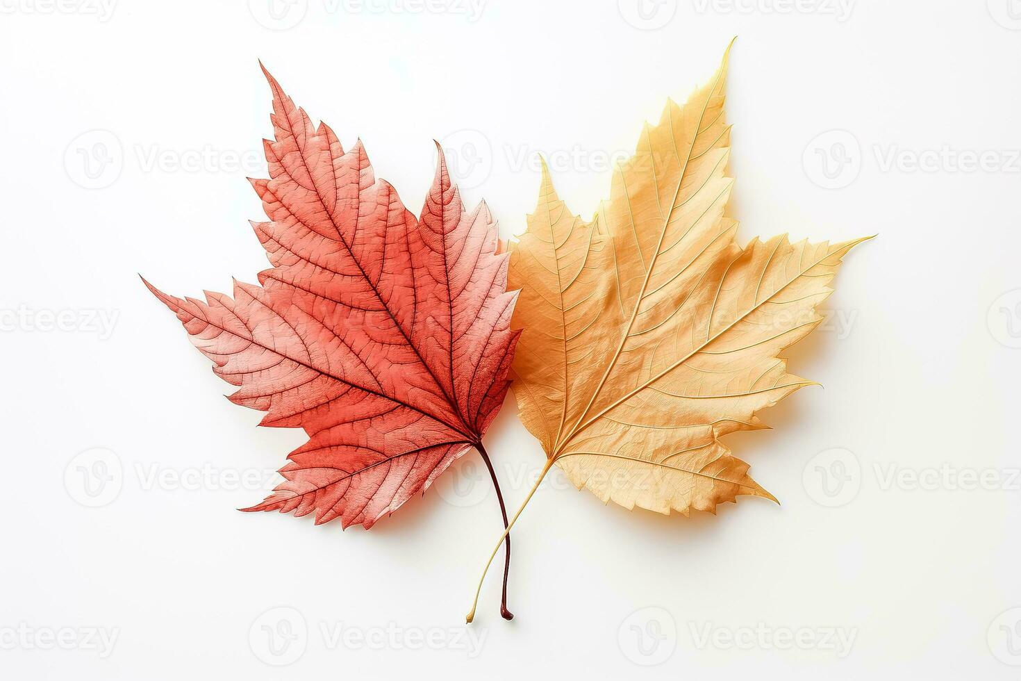 Autumn colored fall leaf texture overlay on white background showcasing a vibrant seasonal nature scene photo