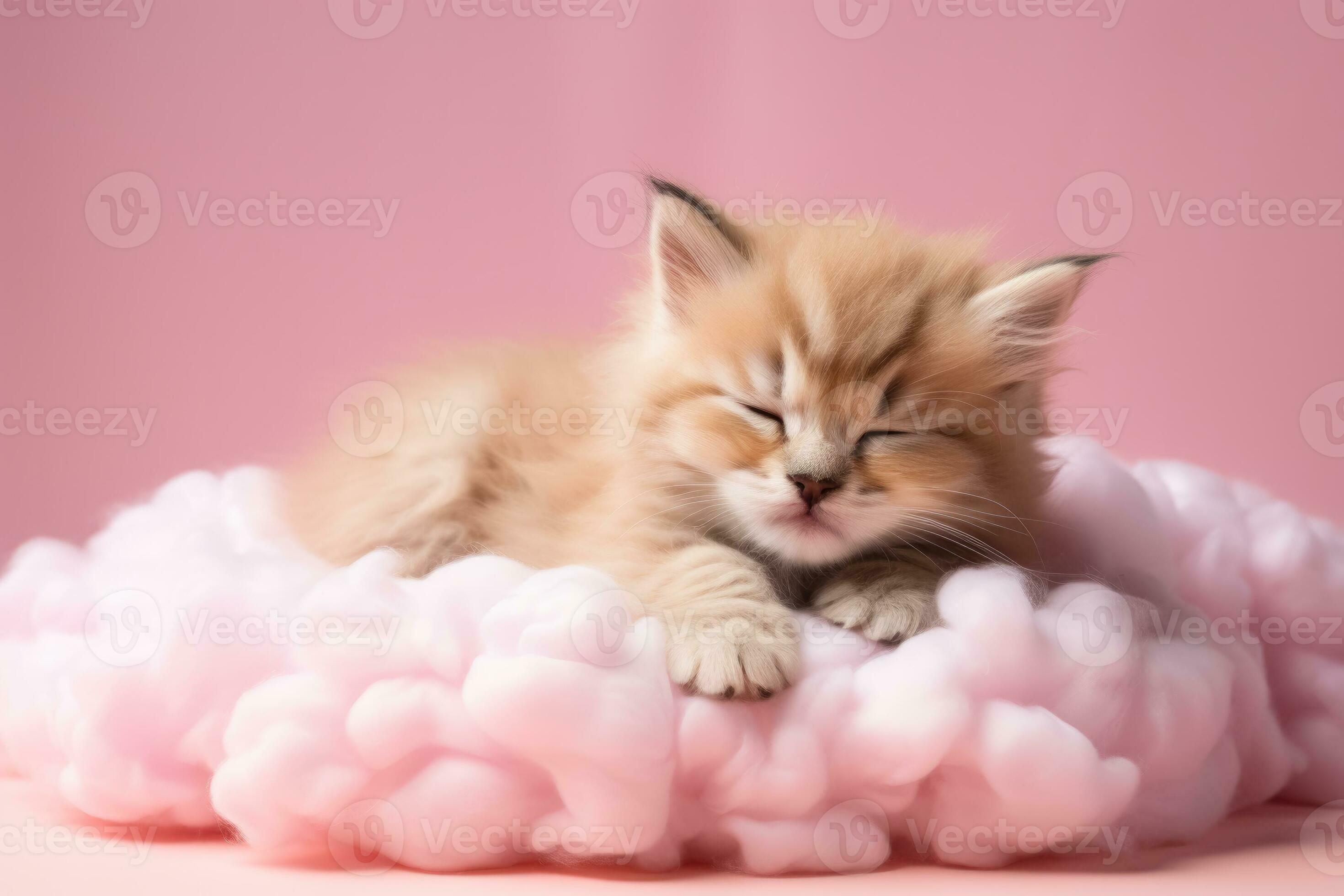 A playful kitten napping on a fluffy cloud bed isolated on a pink gradient background 29289453 Stock Photo at Vecteezy