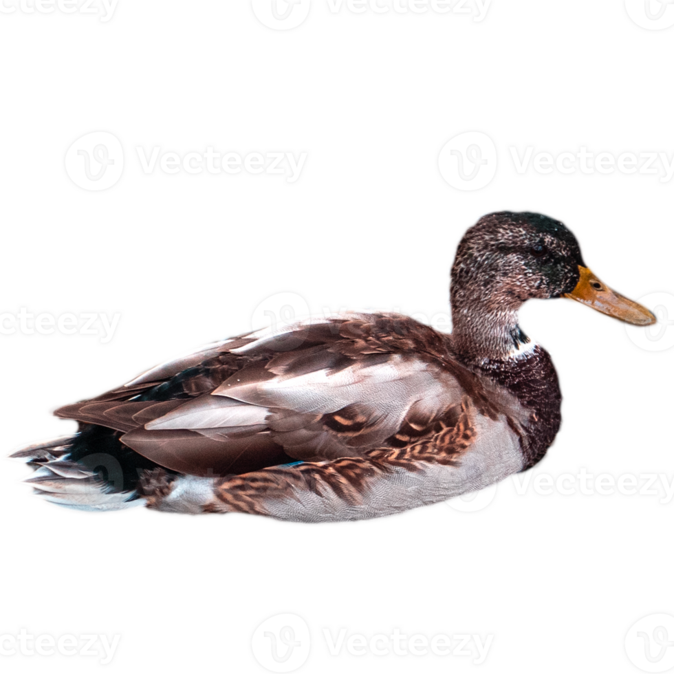 Close up duck swimming on a sunny pond concept photo png