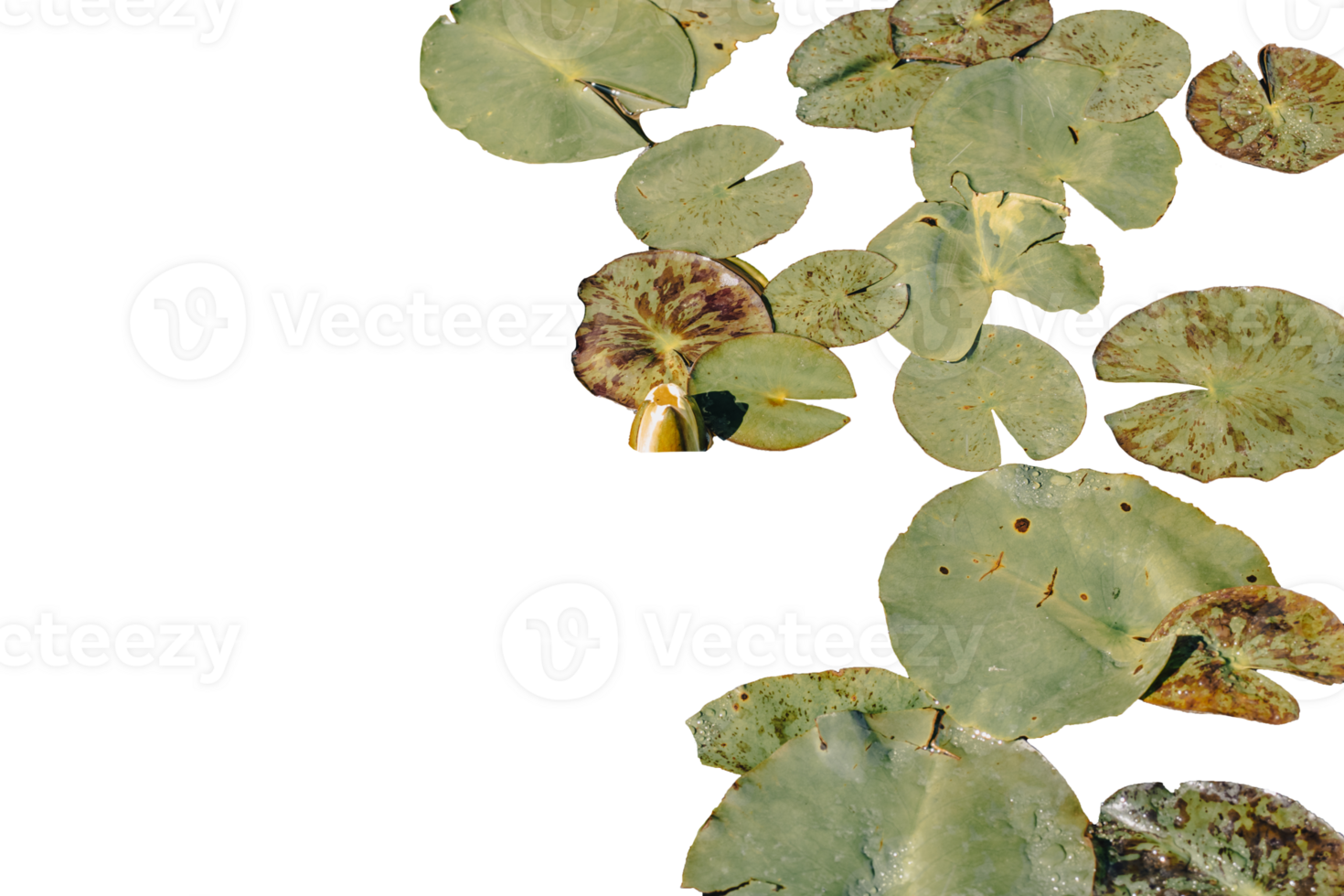 Close up view of water lily flower in daytime concept photo. Garden pond filled with aquatic plants in a pot. png