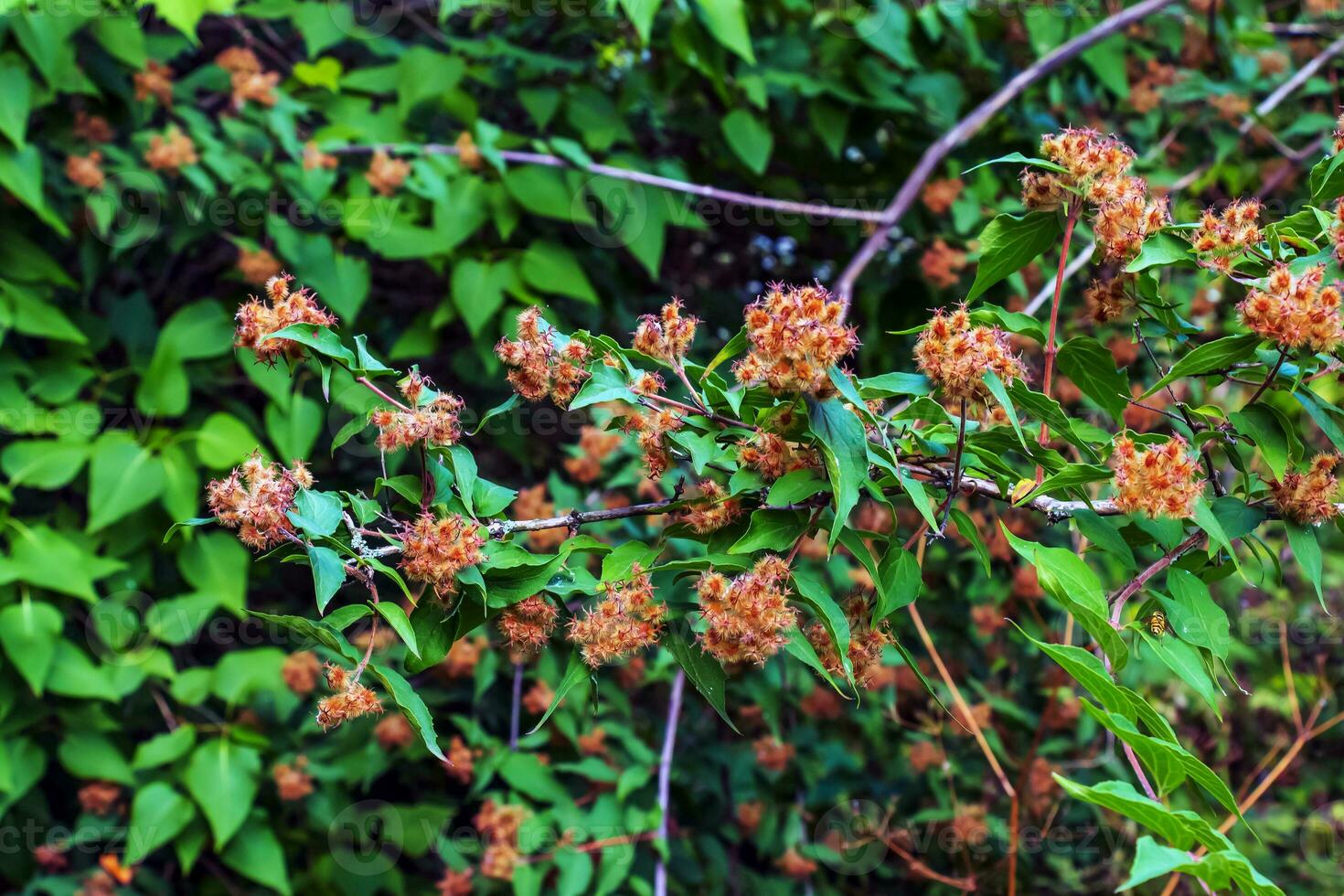 Close-up of wilted linnea amabilis flowers or beautiful bush with green hairy seed pods photo