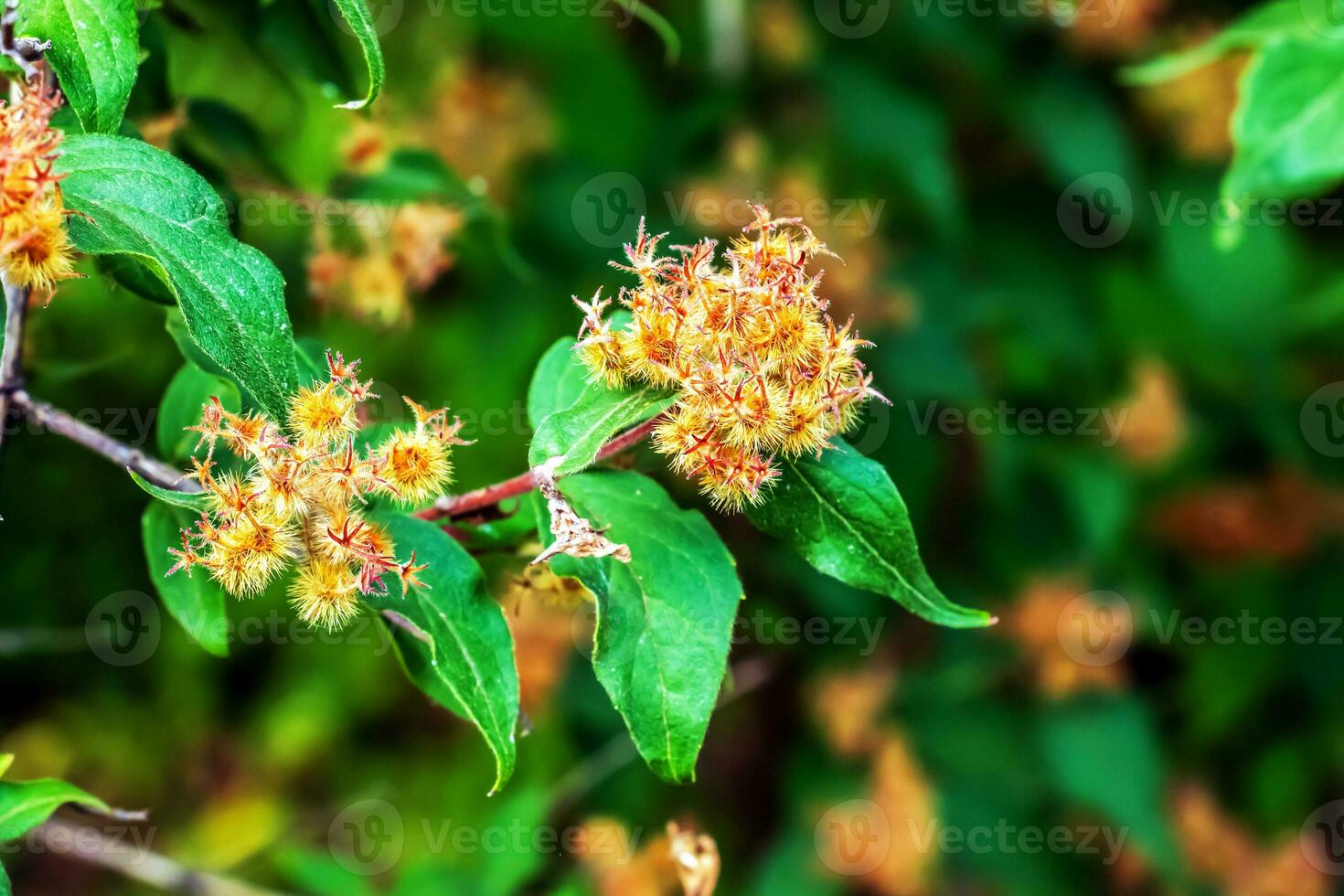 Close-up of wilted linnea amabilis flowers or beautiful bush with green hairy seed pods photo