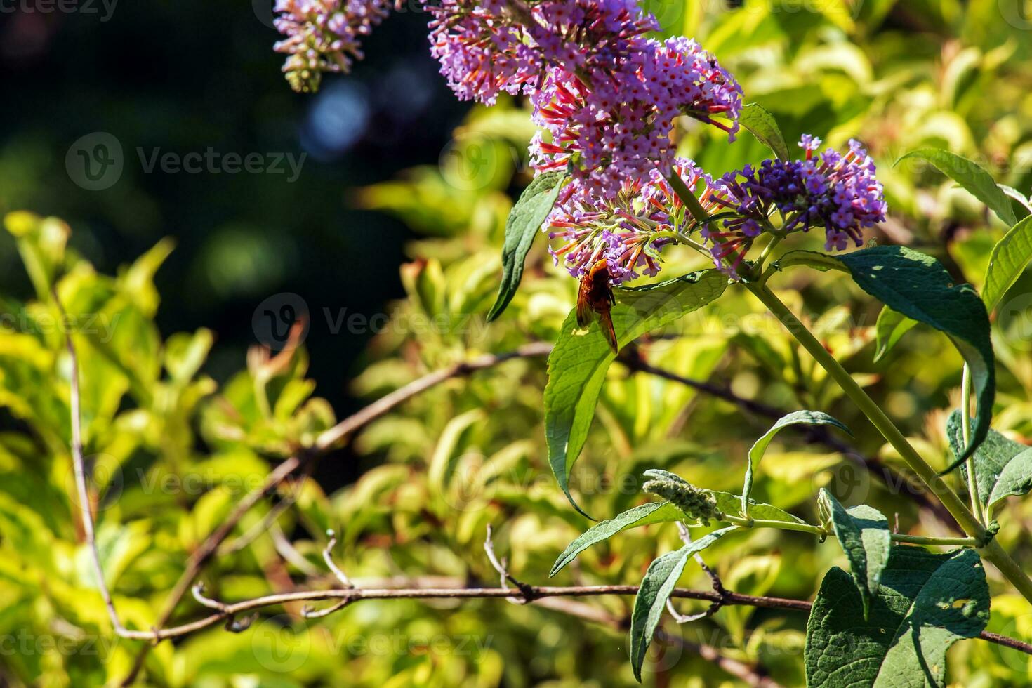 Buddleia summer flowers. Latin name Buddleja davidii. Buddleia Davidii Butterfly Bush. A bee collects nectar from a flower. photo