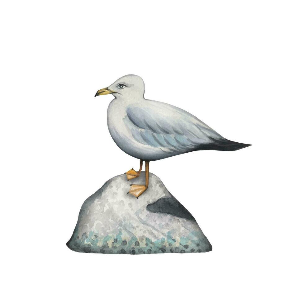 Hand drawn seagull sitting on a stone, sea collection, watercolor vector