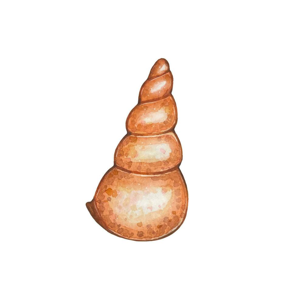 Hand drawn sea brown shell, watercolor illustration vector