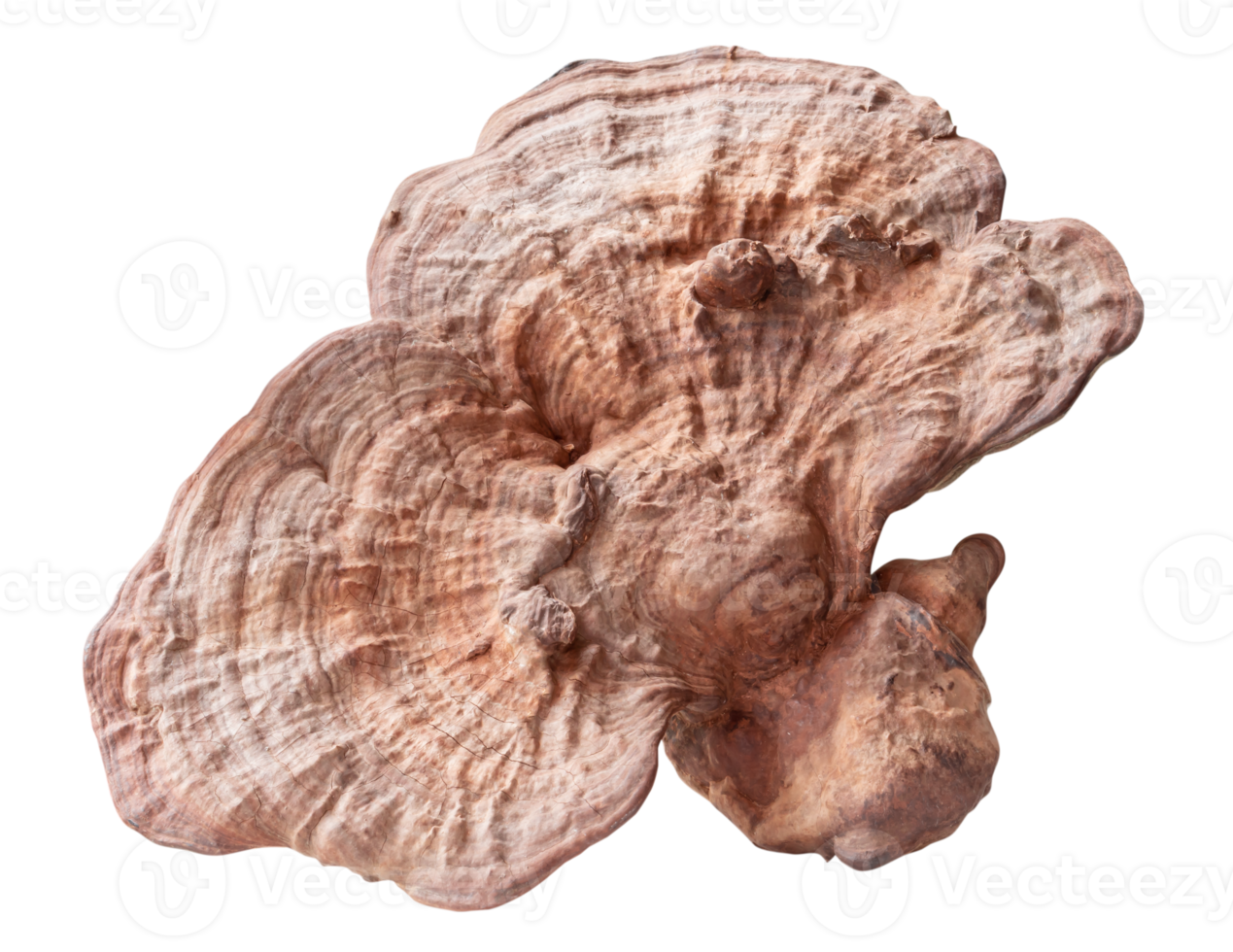 Big useful dry reishi mushroom isolated with clipping path in png file format Chinese medicine mushroom