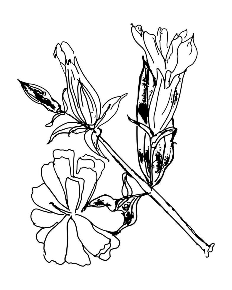 Saponaria officinalis flowers medicinal soapwort herb hand drawing ink sketch. Perfect print for tee, cometics, card, sticker. vector