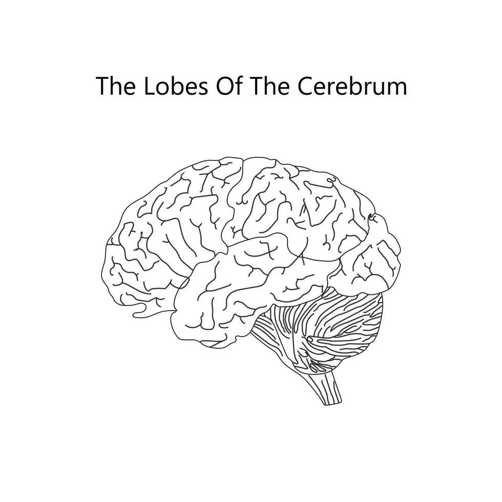 The human brain structure vector