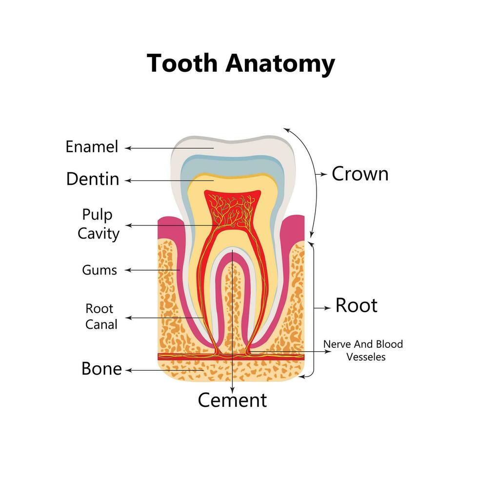 humano dientes realista infografia con plano imágenes de diente perfil puntos de vista con dentina goma y pulpa vector ilustración