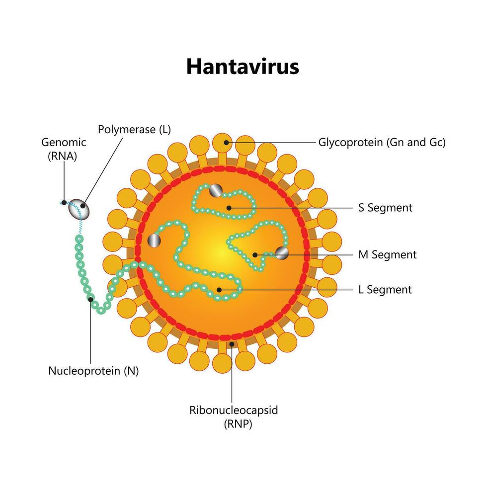 Hantavirus with the protective medical mask. hantavirus Emergency concept. Hantavirus, HPS virus infection pulmonary syndrome HPS. The outbreak continues to spread outside China. Chinese flag vector