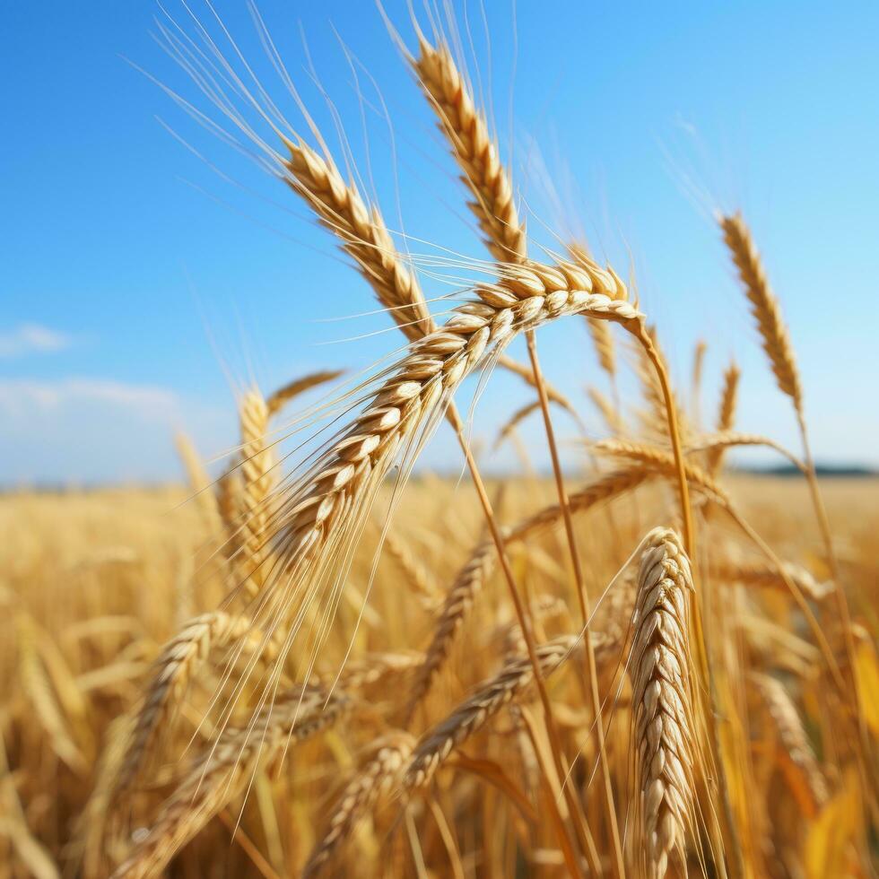 alto trigo en campo foto