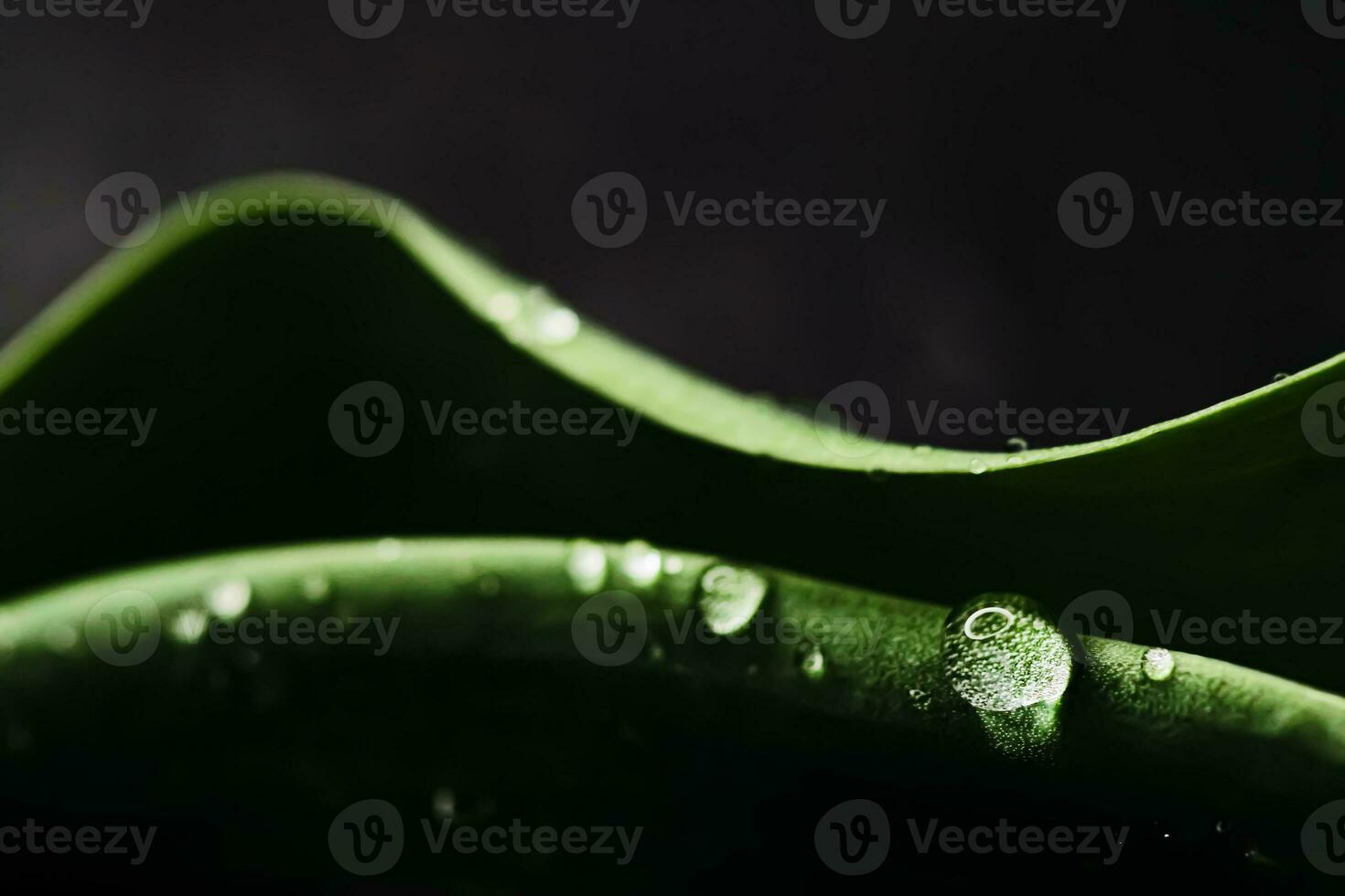 Green leaf with water drops as environmental background, nature photo