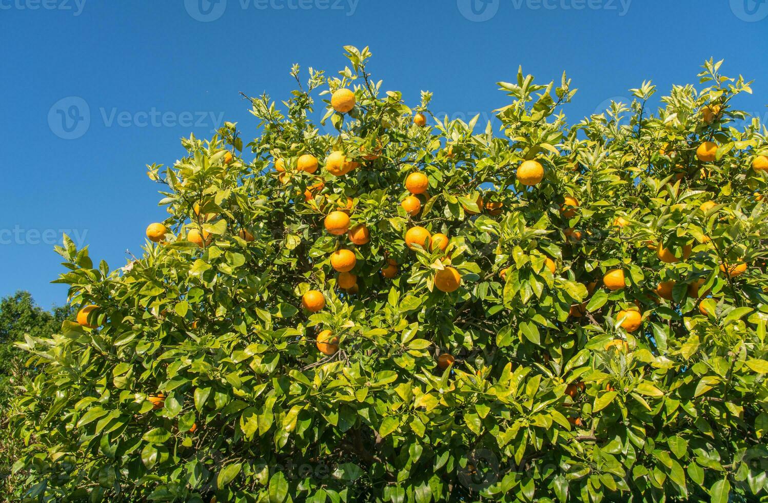 Cropped shot view of New Zealand grapefruit on grapefruit tree. photo