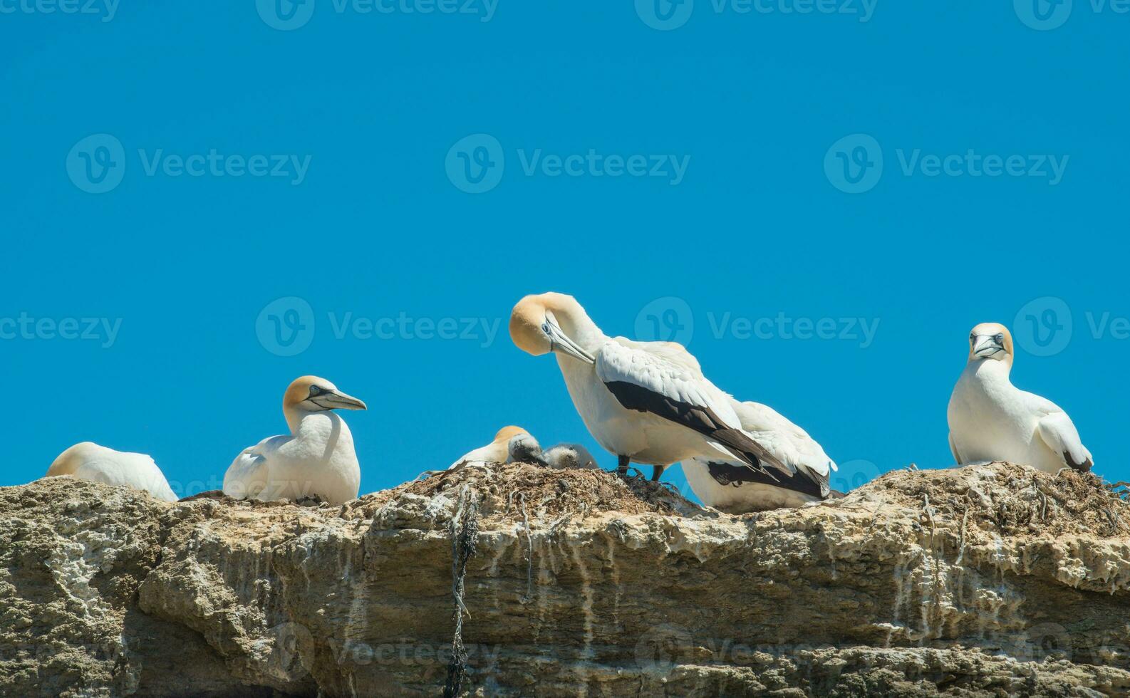 el australiano gannet aves colonia a capa secuestradores en de hawke bahía región de nuevo zelanda foto