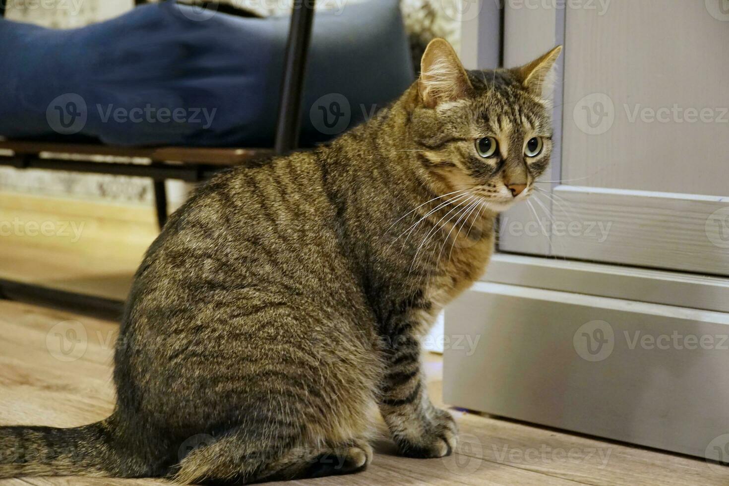 Single Spotted Brown Cat Sitting on a Floor photo