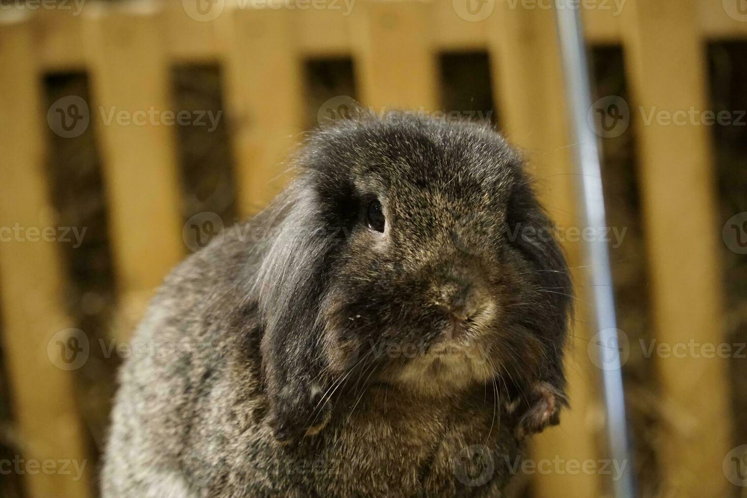 Single Short-Haired Brown Rabbit - Close-up on Head photo