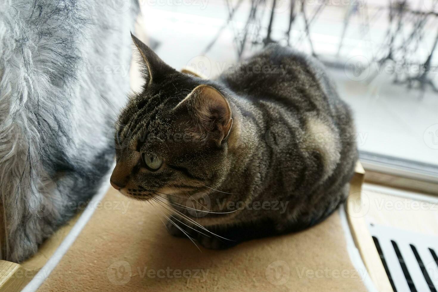 Single Spotted Brown Cat Laying photo