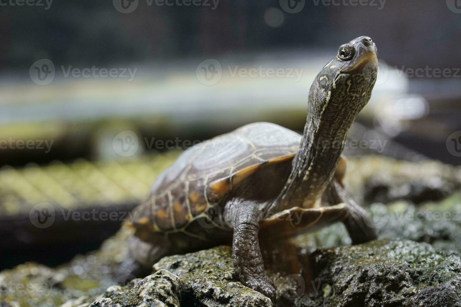 Single Turtle Walking on Rocks, Defocused Background photo