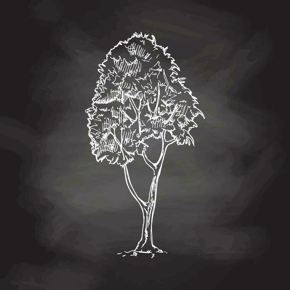 Hand-drawn sketch of tree on chalkboard background. Eco concept. Doodle vector illustration.