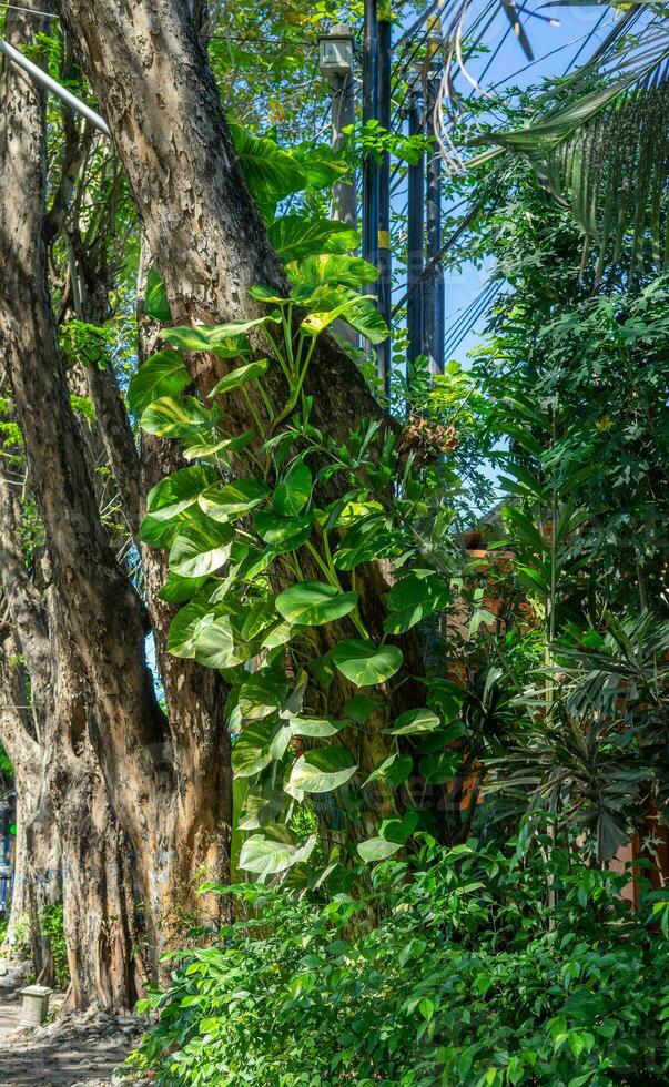 Tropical leaves creeping on a tree photo